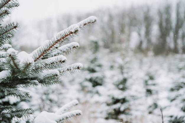 Spruce branch with a snow cap close-up