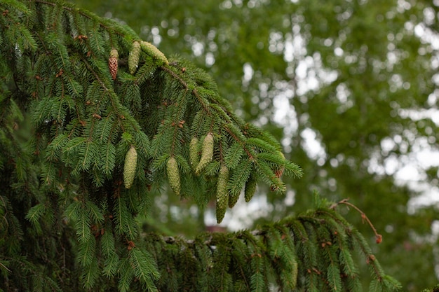 Spruce branch with young needles and a young spruce cones