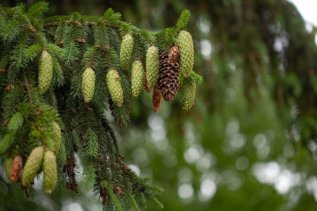 Spruce branch with young needles and a young spruce cones