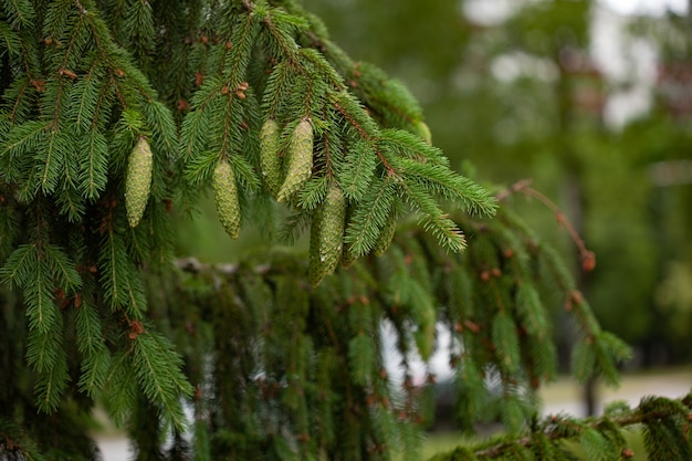 Spruce branch with young needles and a young spruce cones