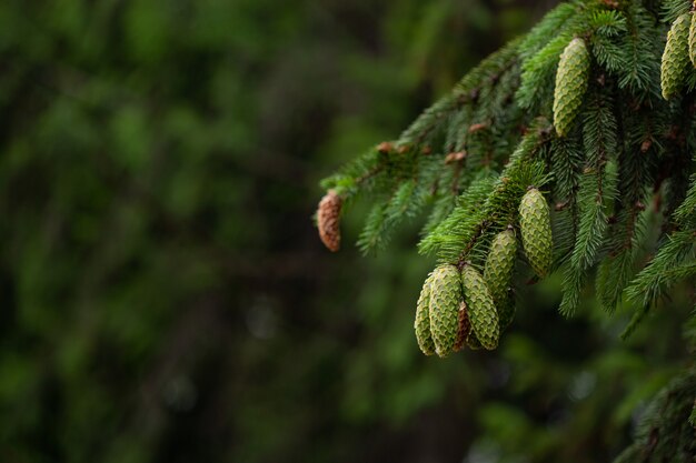 Spruce branch with young needles and a young spruce cones