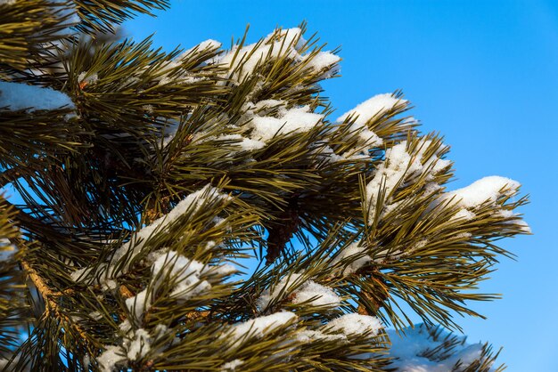 The spruce branches are covered with snow against the blue sky Winter background with warm light