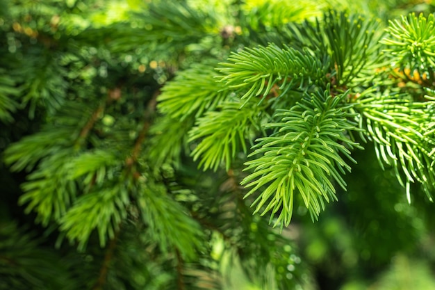 Spruce branches background