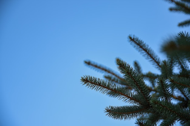 Spruce branches and blue sky Nature  concept Blue and green