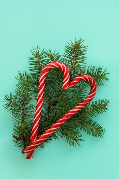 Spruce branches and candy canes isolated on blue