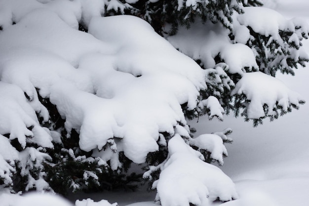 Spruce branches covered by snow in snowy park