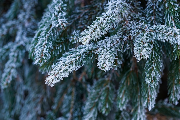 Spruce branches covered with frost Christmas tree with hoarfrost