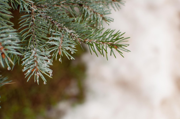 Spruce branches with water drops on a blurry background with a place for text