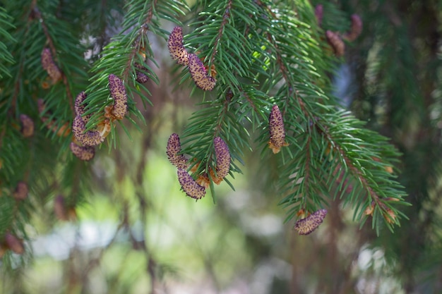 Spruce branches with young cones closeup