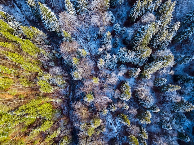 Spruce forest in the beginning of winter