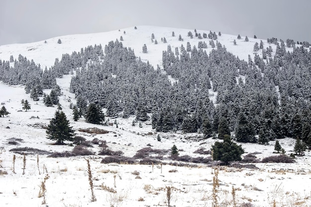 Spruce forest in the highlands Greece Peloponnese on a winter snowy day