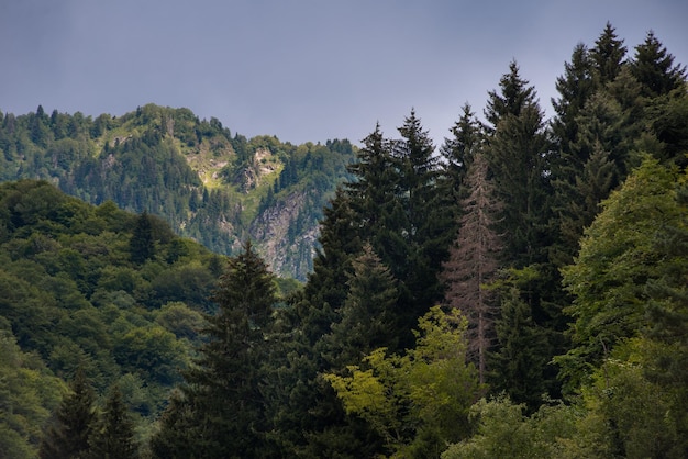 Spruce forest in the mountains