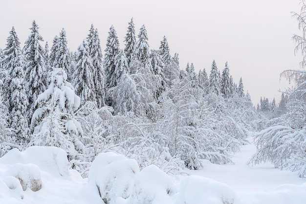 Spruce forest under the snow in very cold day, winter scene in Russia, Perm krai