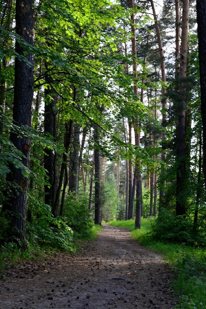 spruce forest with pine trees and footpath wallpaper