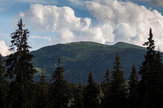 Spruce forests in the Carpathian mountains Svydovets massif