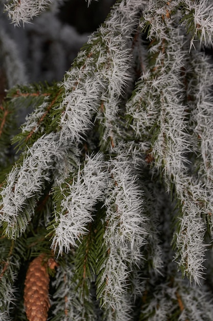 Spruce in frost. Winter magic.