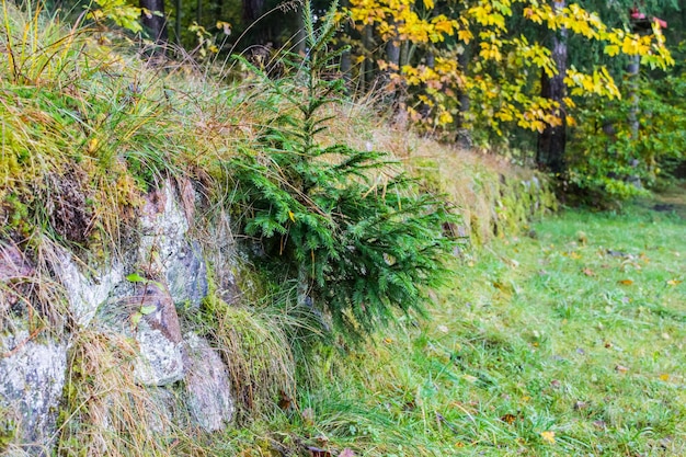 Spruce growing from a vertical stone wall