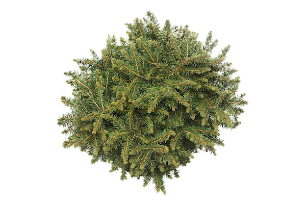 Spruce Picea Omorika Karel in a pot isolated on white background. Conifers. Christmas tree. New Year