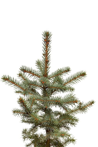 Spruce picea pungens glauca globosa isolated on white background. Conifers. Christmas tree. New Year. Flat lay, top view