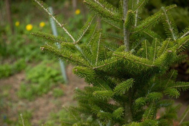 Spruce or pine branch close up