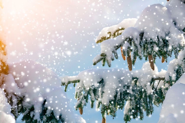 Spruce tree branch with green needles and cones covered with deep snow and hoarfrost and large snowflakes on blurred blue copy space background. Merry Christmas and Happy New Year greeting card.