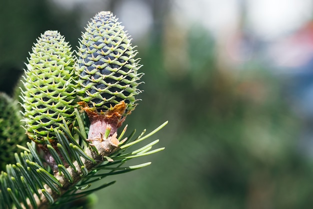 Spruce tree branch with young cones