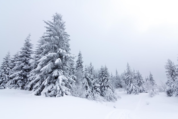 Spruce Tree Forest Covered by Snow in Winter Landscape