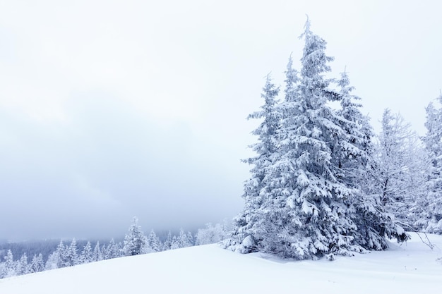 Spruce Tree Forest Covered by Snow in Winter Landscape