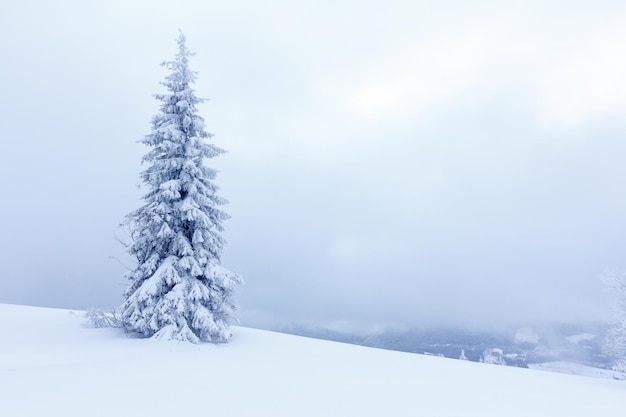 Spruce Tree Forest Covered by Snow in Winter Landscape