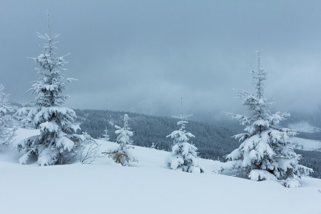 Spruce Tree Forest Covered by Snow in Winter Landscape