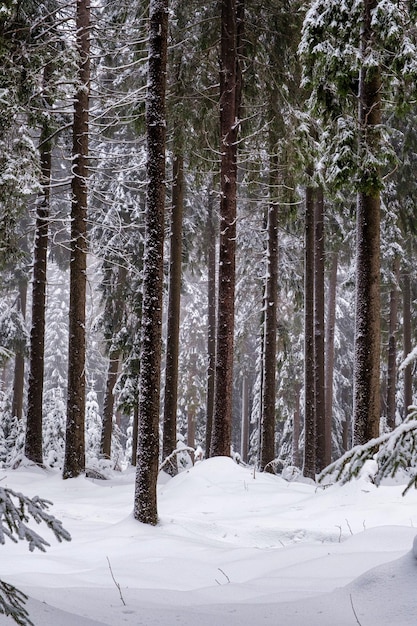 Spruce Tree Forest Covered by Snow in Winter Picturesque view of snowcapped spruces on a frosty day Germany