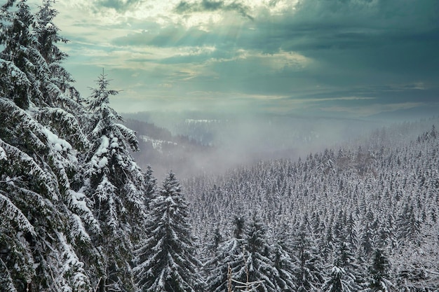 Spruce Tree Forest Covered by Snow in Winter Picturesque view of snowcapped spruces on a frosty day Germany