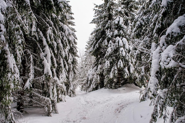 Spruce tree forest covered by snow in winter picturesque view of snowcapped spruces on a frosty day