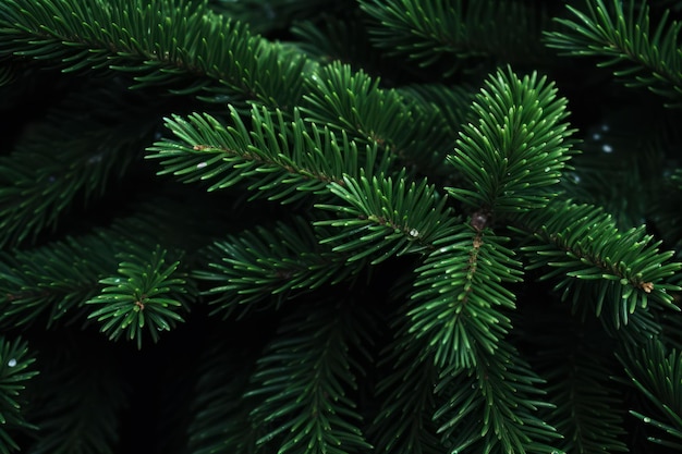 Spruce tree leaves spruce backgrounds plant