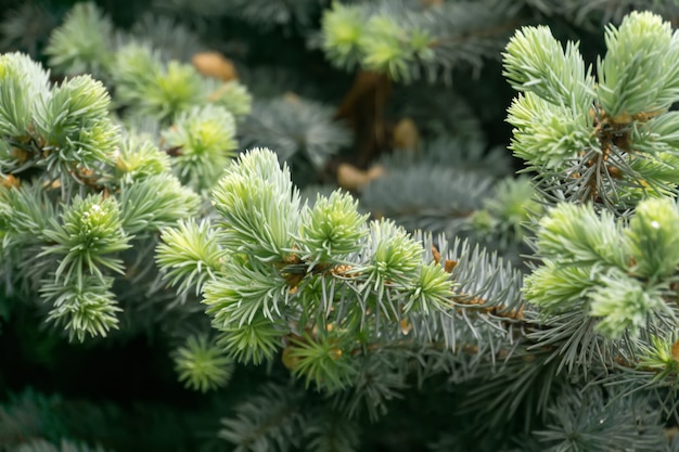 Spruce Tree Macro