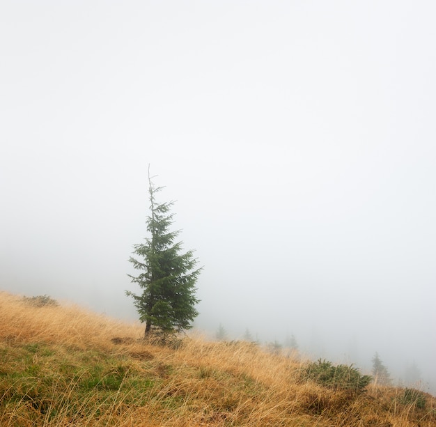 Spruce trees in the fog