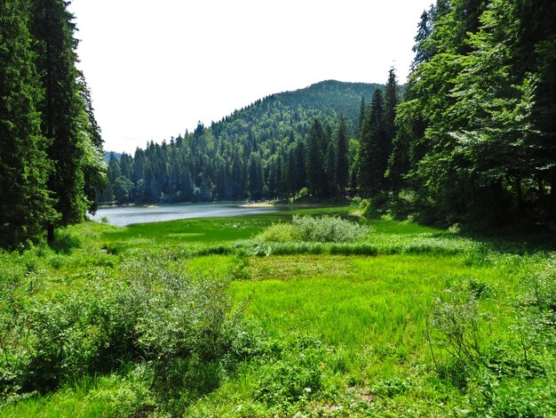 Spruces on a mountain slope and the shores of a mountain lake in the Carpathians Green grassy