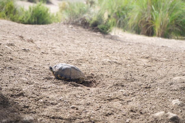 spurthighed tortoise in its habitat