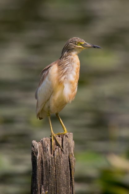 Squacco Heron