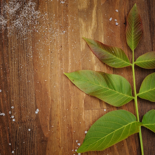 Square dark wood background with leaves, spices and copy space for text