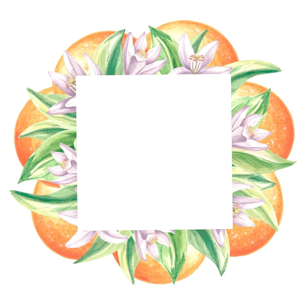 Square frame of oranges with green leaves and white flowers Summer citrus template with copy space Isolated hand drawn illustration for card and invitation making stickers print packaging textile