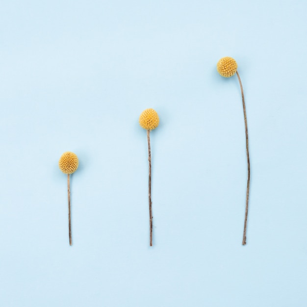 Square image of three orange rustic flowers lie on table. Copy space