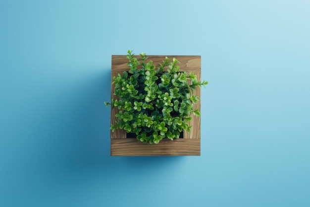 Square Wooden Planter With Green Plant on Blue Background