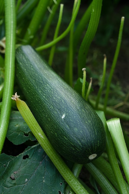 Squash bush