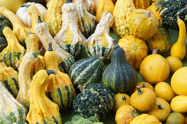 Squash of various shapes and sizes