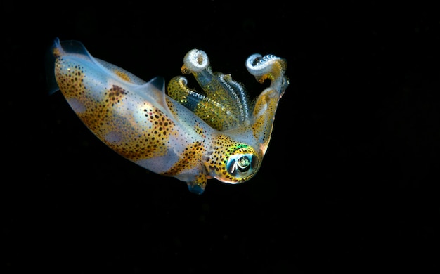 Squid in the night Amazing underwater world of the Philippines