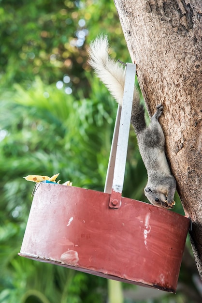 squirrel, animal and pet in park