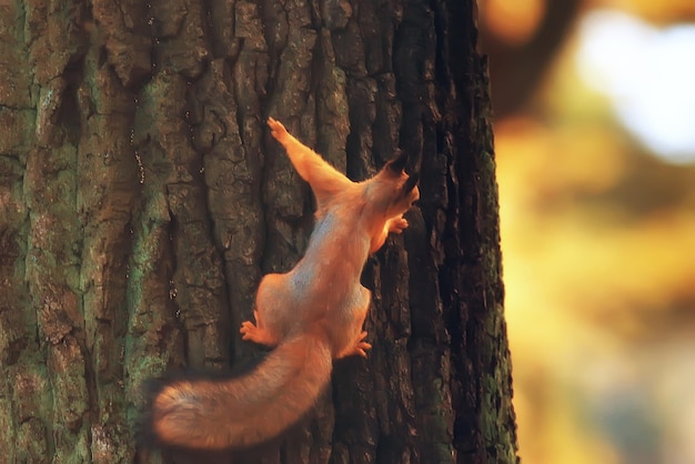 squirrel in autumn / autumn portrait of squirrel, yellow park with fallen leaves, concept autumn nature preparation for winter, redhead little beast in the forest