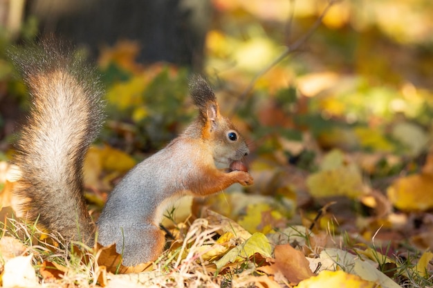 Squirrel in the autumn park