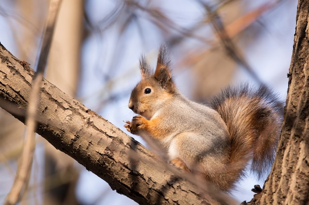 Squirrel in autumn Park